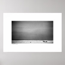 Camels in Jordan Desert (B&W) Print