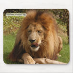 Cameron_toy_003_4x6 copy mousepads