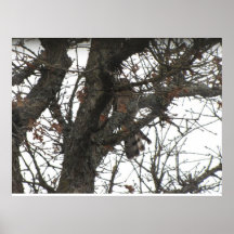 Camo Hawk Poster