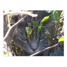 Camouflaged Postcard