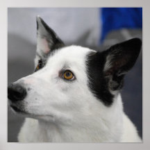 Canaan Dog Poster