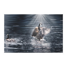 Canada Geese Bathing in a Lake Art Design Canvas Print