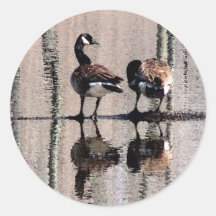 Canada Geese Stickers