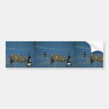 Canada geese with goslings bumper stickers