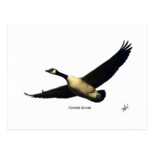 Canada Goose 9R005D-123 Post Card