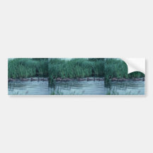 Canada goose and brood in water bumper sticker