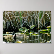 Canada goose and goslings posters