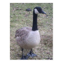 Canada Goose Postcard