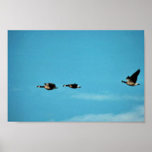 Canada goose trio in flight poster