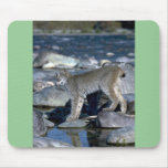 Canada lynx, autumn, along wilderness river mousepad