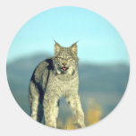 Canada lynx, autumn, eye contact sticker
