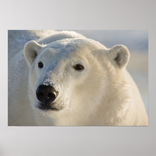 Canada, Manitoba, Hudson Bay, Churchill. 7 Poster