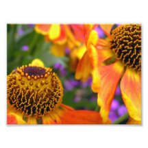 Candy Corn Colours. Photo Print
