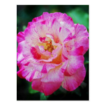 Candy striped pink rose post card