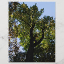 canopy postcard full color flyer