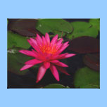 Canvas print - pink water lily canvas prints