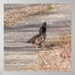 Canvas Ruffed Grouse Poster sized Photo
