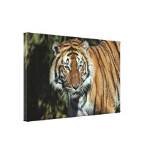Canvas Wrap: Malayan Tiger Canvas Prints