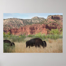 Canyon Buffalo Art Poster
