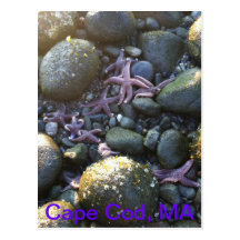 Cape Cod MA postcard
