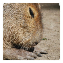 Capybara Invitations