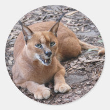 CaracalBCR007 Round Stickers