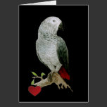 Card - African Grey Parrot cards