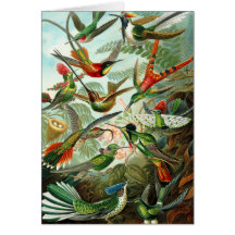Card:  Hummingbirds ("Trochilidae") by Haeckel