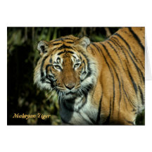 Card: Malayan Tiger (Landscape)