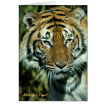Card: Malayan Tiger (Portrait)