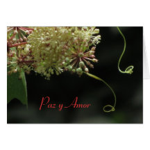 Card: Paz y Amor - White and Light Green Flower