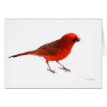 Cardinal