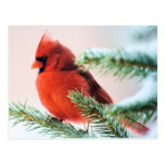 Cardinal in Snow Dusted Fir Post Card