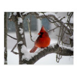 Cardinal in tree postcard
