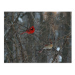 Cardinal Pair Postcards