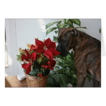 Cards: Boxer Christmas