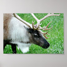 Caribou Poster