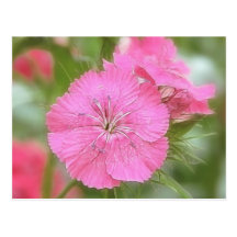 Carnation Pink Sweet Williams Post Cards