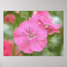 Carnation Pink Sweet Williams Print