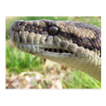 Carpet Python Postcards