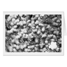CASA DE RUI BARBOSA I B&W simple white card