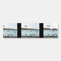 Caspian Terns Bumper Sticker