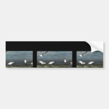 Caspian Terns Bumper Sticker