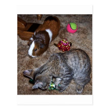 cat and guinea pig postcards