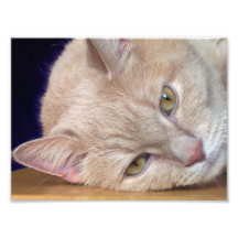 cat at rest photograph