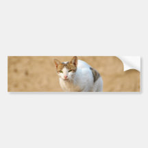 Cat Bumper Sticker