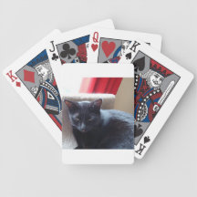 Cat cards poker cards
