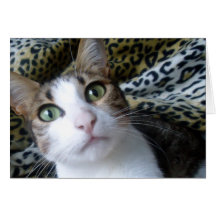 Cat Green Eyes card