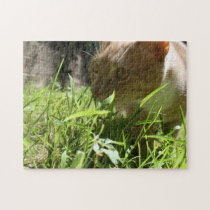 Cat in Grass Puzzle puzzles