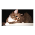 Cat in Soft Light Custom Photo Card